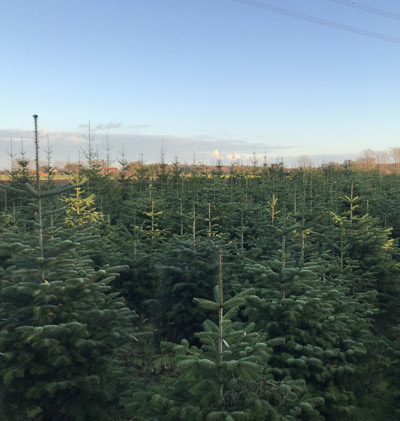 Frischer geht's nicht - Unsere Weihnachtsbäume warten auf Sie!