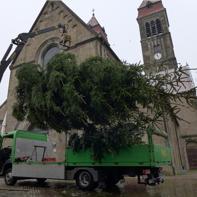 Wenn es mal ein großer Weihnachtsbaum sein soll...