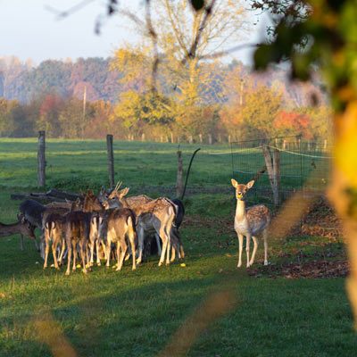 Unser Damwildgehege zwischen Münster und Rinkerode auf dem Hof Große Wöstmann