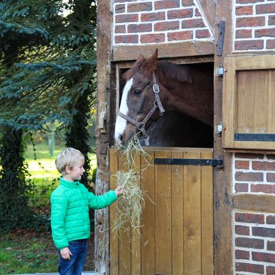 Kind füttert ein Pferd