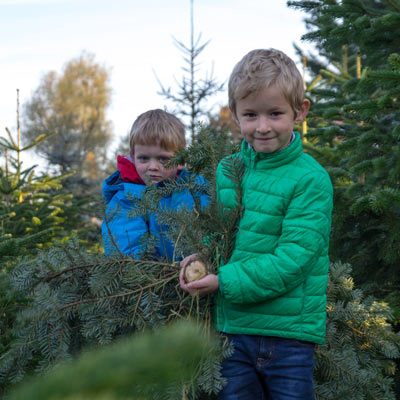 Den eigenen Weihnachtsbaum aussuchen - das macht Spaß!