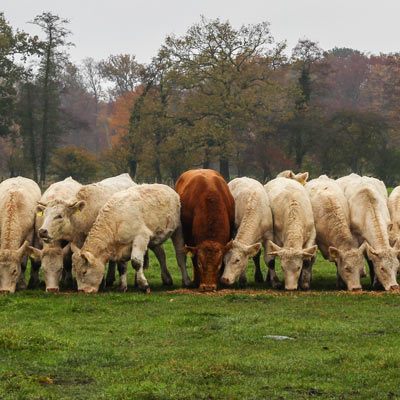 Rinderherde auf der Weide