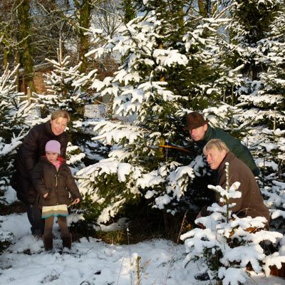 Weihnachtsbäume zum Selbersägen