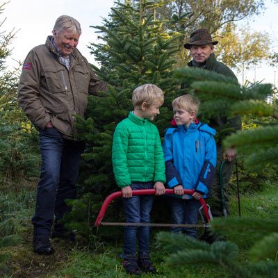 Selber den Weihnachtsbaum sägen